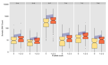 Image: Distribution of single nucleotide variant (SNV) counts detected through exome sequencing of melanoma samples, grouped by the presence of R-alleles of the MC1R locus shown as a boxplot with median, quartiles, whiskers, and outliers (Image courtesy of Nature Communications).