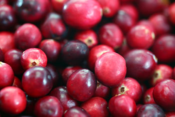 Image: Some compounds in cranberries act to prevent urinary tract infections by keeping infectious bacteria from adhering to the lining of the urinary tract (Photo courtesy of the Worcester Polytechnic Institute).