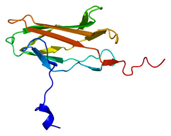 Image: A structural model of the RUNX3 protein (Photo courtesy of Wikimedia Commons).