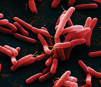 Image: A colored-enhanced scanning electron micrograph (SEM) of Burkholderia pseudomallei. These motile bacteria cause melioidosis, a tropical disease spread through contaminated water and soil (Photo courtesy of Eye of Science).