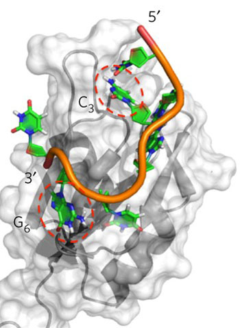 Image: A diagram of the RNA-binding region of Rbfox2, shown in grey, attached to part of its natural RNA target, depicted in orange, green, blue, and red (Photo courtesy of Yu Chen, Fan Yang and Gabriele Varani, University of Washington).