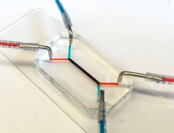 Image: The flash-drive-sized device contains two layers of human cells that model the interface between mother and fetus. Microfluidic channels on either side of those layers allow studies of how molecules are transported through, or are blocked by, that interface (Photo courtesy of the University of Pennsylvania).