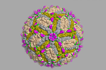 Image: An enhanced image of the Zika virus based on cryo-electron microscope data (Photo courtesy of Dr. Daved Fremont, Washington University School of Medicine).