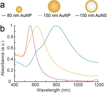 Image: The experiments were carried out with nanoparticles of different sizes and structures. The first two of the series consisted of solid gold and the last consisted of a core of glass with a surface of gold. The beads were illuminated with near infrared light with wavelengths of 807 nanometers and 1064 nanometers. The most effective nanoparticle was the gold-plated glass bead (Photo courtesy of Kamilla Nørregaard, University of Copenhagen).