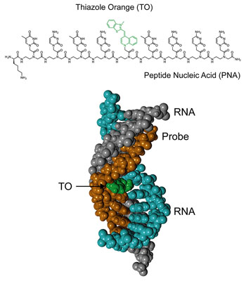 Image: The chemical structure of the probe, and the possible probe-dsRNA triplex structure (Photo courtesy of Tohoku University).