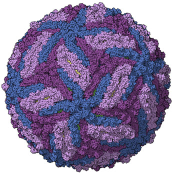 Image: A Zika virus capsid, colored per chains (Photo courtesy of Manuel Almagro Rivas / Wikimedia).