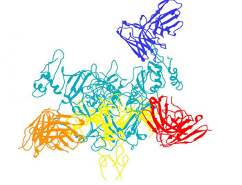 Image: A molecular model showing the experimental antibody drug ZMapp binding to the Ebola virus, here targeting the virus\'s GP protein (Photo courtesy of Dr. Andrew Ward and Dr. Jesper Pallesen, Scripps Research Institute).