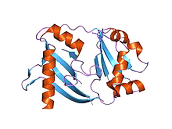 Image: A representation of the crystal structure of a CRISPR-associated protein (Photo courtesy of Wikimedia Commons).