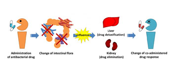 Image: Antibacterial drugs cause changes in the intestinal flora. These changes have an influence on the capacity of the liver and kidneys to detoxify and eliminate therapeutic drugs due to large changes in the metabolizing and transport proteins (Photo courtesy of Dr. Sumio Ohtsuki, Kumamoto University).