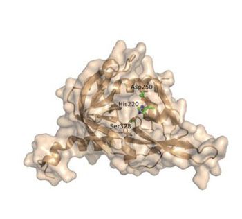 Image: The enzyme HtrA1 shown in the image degrades ApoE4, the strongest genetic risk factor for Alzheimer’s disease, providing new information that might eventually lead to new treatments for the neurodegenerative disorder (Photo courtesy of Salk Institute for Biological Studies).