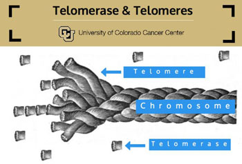 Image: Protective telomeres are augmented by freely diffusing telomerase (Photo courtesy of University of Colorado Cancer Center).