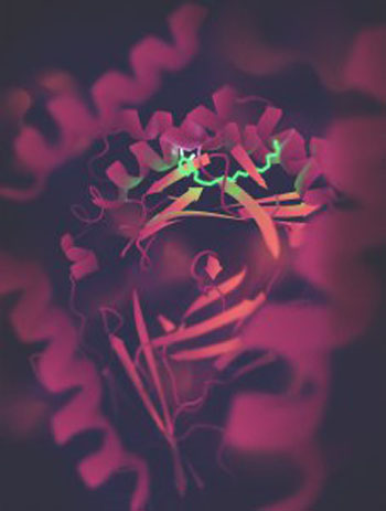 Image: An artist\'s depiction of urushiol (in green), the active ingredient in poison ivy, entrapped by CD1a molecule (in pink), which mediates the inflammatory response (Photo courtesy of Monash University).