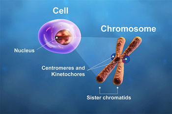 Image: The centromeres and kinetochores of a chromosome play critical roles during cell division. In mitosis, microtubule spindle fibers attach to the kinetochores, pulling the chromatids apart. A breakdown in this process causes chromosome instability. Researchers have linked the overexpression of centromere and kinetochore genes to cancer patient outcome after adjuvant therapies (Photo courtesy of Zosia Rostomian, Lawrence Berkeley National Laboratory).