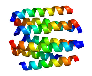 Image: The structural model of the of the DRD2 protein (Photo courtesy of Wikimedia Commons).