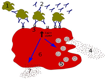 Процессы дегрануляции при аллергии: 1 – антиген; 2 – антитело IgE; 3 – рецептор FcεRI; 4 – преформированные медиаторы (гистамин, протеазы, хемокины, гепарин); 5 – гранулы; 6 – тучная клетка; 7 – вновь образующиеся медиаторы (простагландины, лейкотриены, тромбоксаны, фактор активации тромбоцитов). Фото любезно предоставлено Павлом Кужняром (Paweł Kuźniar) / Wikimedia).