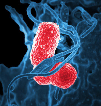 Image: A digitally colorized scanning electron micrograph (SEM) showing a blue-colored human neutrophil interacting with two pink-colored, rod-shaped Klebsiella pneumoniae bacteria (Photo courtesy of the NIAID).
