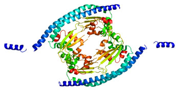 Image: The structure of the SET protein (Photo courtesy of Wikimedia Commons).