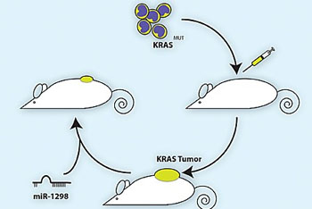 Image: A mouse model was used to show that microRNA miR-1298 specifically killed cancer cells with a common mutation in the KRAS gene (Photo courtesy of University of California, San Diego).