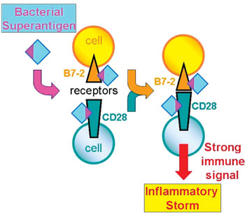Image: A diagram of the newly discovered mechanism of action of the bacterial superantigen toxins: Superantigens bind to both B7-2 and CD28, the major costimulatory receptors expressed on human immune cells. This binding enhances B7-2/CD28 receptor engagement, thereby inducing a powerful immune signal that evokes a harmful inflammatory storm (Photo courtesy of Professor Raymond Kaempfer).