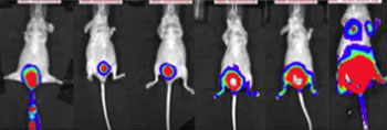Image: Tumor growth in the xenograft bladder cancer model was monitored using a bioluminescence imaging system. Forty-five days after inoculation, metastatic tumors were detected in the lungs, liver and bone (Photo courtesy of Scientific Reports).