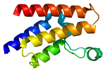 Image: Molecular model of the enzyme encoded by the KAT2A gene (Photo courtesy of Wikimedia Commons).