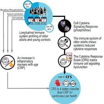 Image: A diagram of cell cytokine signaling response (Photo courtesy of Stanford University).