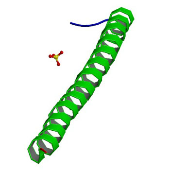 Image: The protein produced by the adenomatous polyposis coli (APC) tumor suppressor gene (Photo courtesy of Wikimedia Commons).