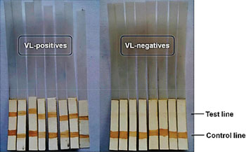 Image: A dipstick immunochromatographic test shows positive results for visceral leishmaniasis with double band at the test and control lines and negative results with bands only at the control line (Photo courtesy of the Indian Institute of Chemical Biology).