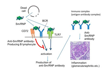 Image: The RNA-protein complex Sm/RNP, which is released from dead cells, stimulates B-cells capable of producing anti-Sm/RNP antibody (anti-Sm/RNP B lymphocytes). The resulting anti-Sm/RNP antibody induces development of systemic lupus erythematosus (SLE) by forming immune complexes together with Sm/RNP (Photo courtesy of the Department of Immunology, Tokyo Medical and Dental University).