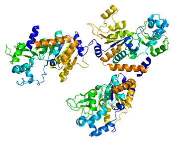 Image: The structural model of the SIRT2 protein (Photo courtesy of Wikimedia Commons).