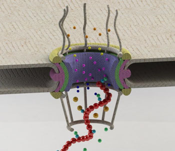 Image: Schematic of a gateway in the nuclear membrane, known as the nuclear pore complex (NPC), and the proteins (shown as spheres) involved in transport and quality control of mRNAs (shown in red). A combination of a multitude of protein-protein interactions enables the cell to distinguish and keep aberrant mRNAs from exiting the nucleus (Photo courtesy of Mohammad Soheilypour, Berkeley National Laboratory).