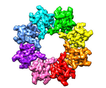 Image: The XLRS is caused by mutations in the retinal protein retinoschisin. The protein plays a crucial role in the cellular organization of the retina, assembling itself to form paired octameric (consisting of eight retinoschisin) rings. The rings each resemble an eight-bladed propeller (Photo courtesy of the University of Manchester).