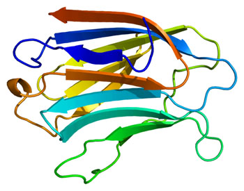 Image: The Structural model of the galectin-3 (Gal3) protein (Photo courtesy of Wikimedia Commons).