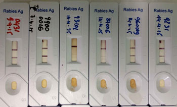 Image: The results from the rapid immunodiagnostic test (RIDT Ag) for rabies (Photo courtesy of the Swiss Tropical and Public Health Institute).
