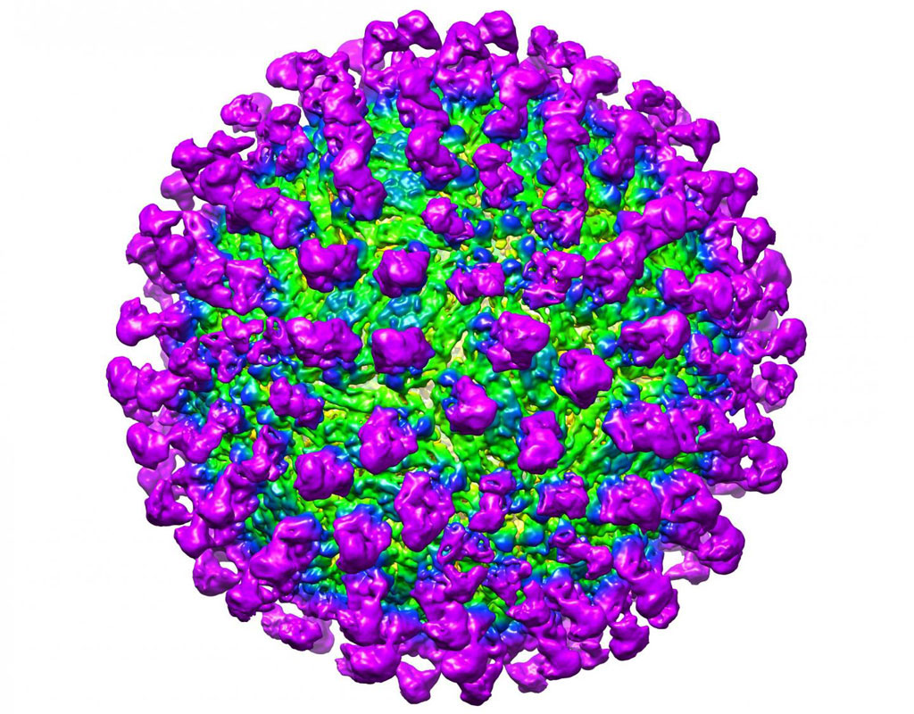 Image: A C10 antibody (purple) interacting with the Zika virus coat (green) (Photo courtesy of Victor Kostyuchenko, Duke-NUS Medical School).