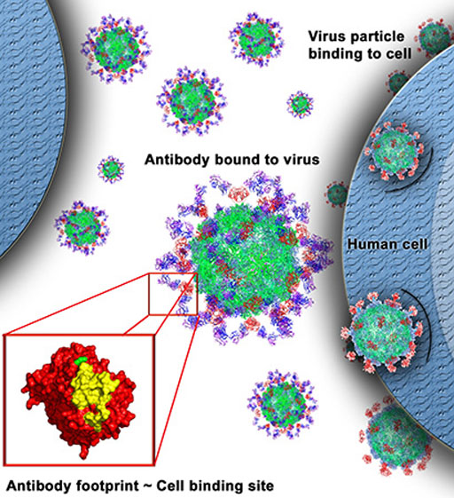 Image: Neutralizing antibodies bind to a structure known as the astrovirus capsid spike domain, which projects from the surface of astrovirus particles. By binding to the spike domain, the antibodies block the virus\'s ability to attach to and infect human cells (Photo courtesy of Walter Bogdanoff, University of California, Santa Cruz).