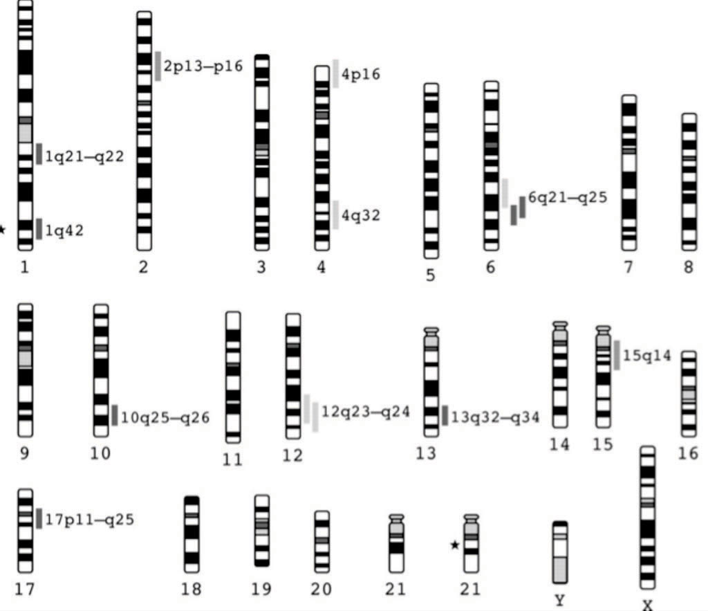 Image: Chromosome ideograms showing some locations of genome-wide significant linkages in schizophrenia and bipolar disorder. Asterisks mark the locations of chromosomal abnormalities associated with schizophrenia (Photo courtesy of SPL).