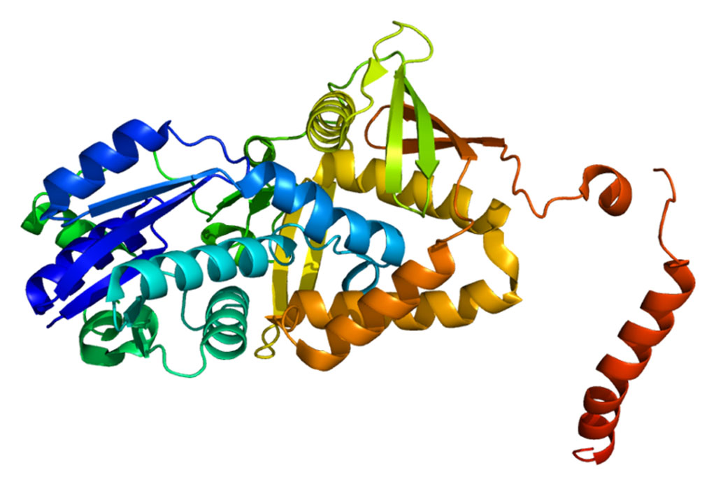 Image: A molecular model of the argininosuccinate synthetase 1 (ASS1) protein (Photo courtesy of Wikimedia Commons).