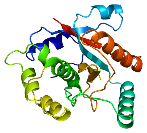 Image: A molecular model of the UCHL3 (Ubiquitin carboxyl-terminal hydrolase isozyme L3) enzyme, a critical regulator of double-strand DNA repair (Photo courtesy of Wikimedia Commons).