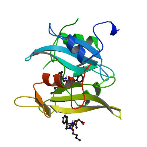 Image: The molecular model of tyrosine kinase c-Src (Src) (Photo courtesy of Wikimedia Commons).