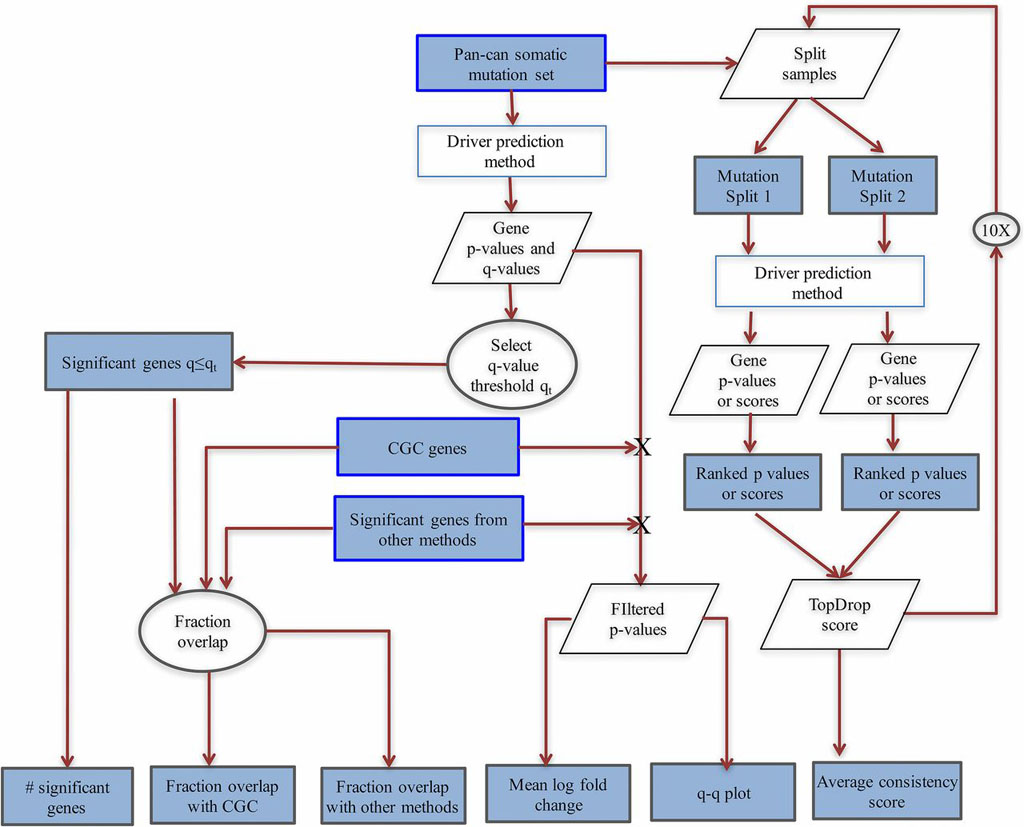 Image: Flowchart of evaluation protocol portraying how a cancer driver gene prediction method of interest can be evaluated. The input to the method is a provided pancan somatic mutation set. The initial output from the method to be evaluated is a list of predicted driver genes with associated P values and q values. A list of significant driver genes is produced by selecting a q value threshold. Additional details can be found in the paper (Photo courtesy of the journal Proceedings of the National Academy of Sciences).