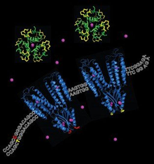 Image: An illustration of the high-risk (left) and low-risk (right) versions of the ZnT8 protein as it transports zinc ions (purple spheres) across a cell membrane, where it binds with insulin (green and yellow). The letters show the difference in the DNA code that produces the variation in proteins (Photo courtesy of Drs. Chengfeng Merriman and Dax Fu, Johns Hopkins University).