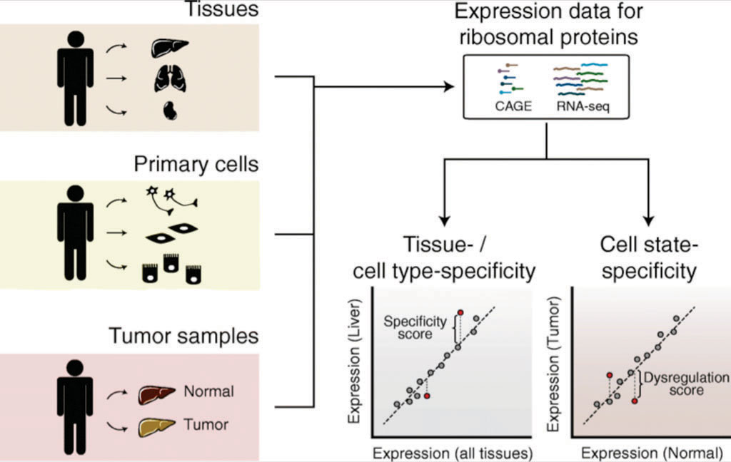 Image: An evaluation of RP expression specificity across human tissues, primary cells, and tumors (Photo courtesy of University of Basel\'s Biozentrum).
