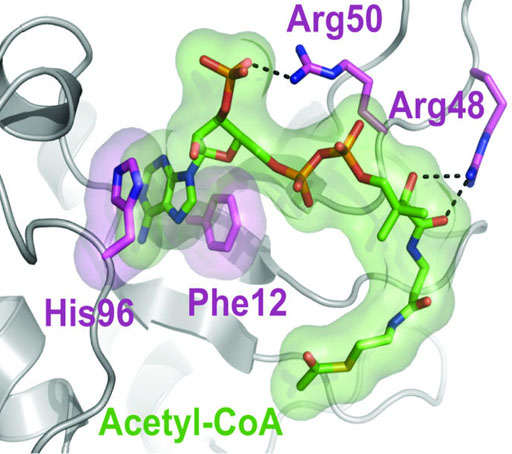 Image: A proposed model of hnRNPA2 (in gray) shows where acetyl-CoA (green) can \"dock\" and interact with different components of the protein. These interactions allow it to transfer acetyl-CoA groups to nuclear gene promoters and translate mitochondrial stress to nuclear gene activation, a process associated with cancer progression (Photo courtesy of the University of Pennsylvania).