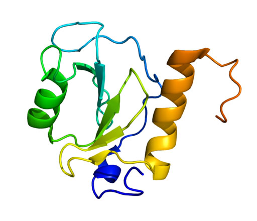 Image: The molecular structure model of HDAC6 (Histone deacetylase 6) protein (Photo courtesy of Wikimedia Commons).