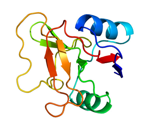 Image: A model of the L-selectin homing receptor protein (Photo courtesy of Wikimedia Commons).