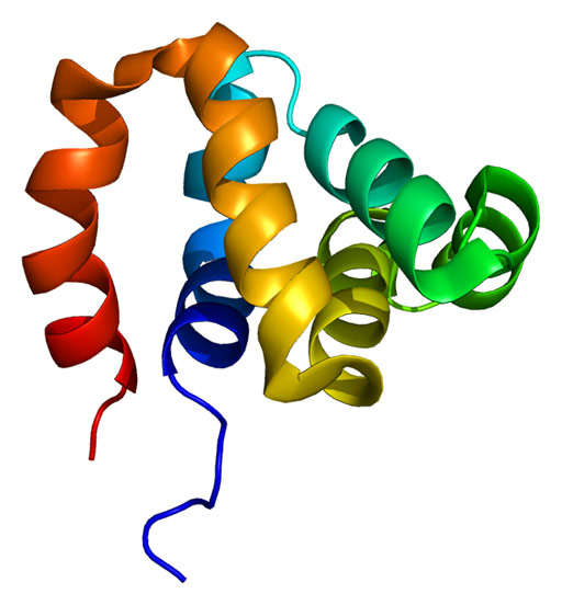 Image: A ribbon model illustration of the nucleotide-binding oligomerization domain 1 (NOD1) protein. Researchers have found that a genetic mutation that alters NOD1 structure may increase susceptibility to human cytomegalovirus (Image courtesy of Wikimedia).