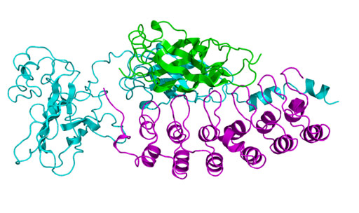 Image: The molecular model of the protein IkappaBalpha (NF-kappaB inhibitor, alpha) (Photo courtesy of Wikimedia Commons).