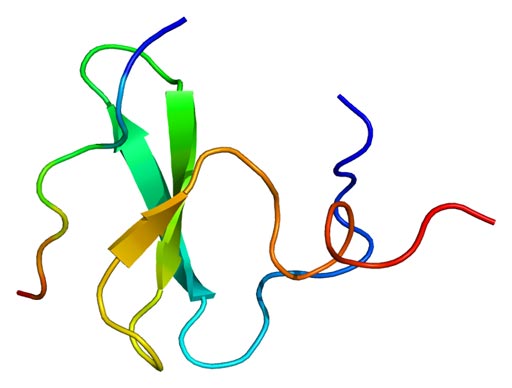 Image: Molecular model of YAP (Yes-associated protein) (Photo courtesy of Wikimedia Commons).