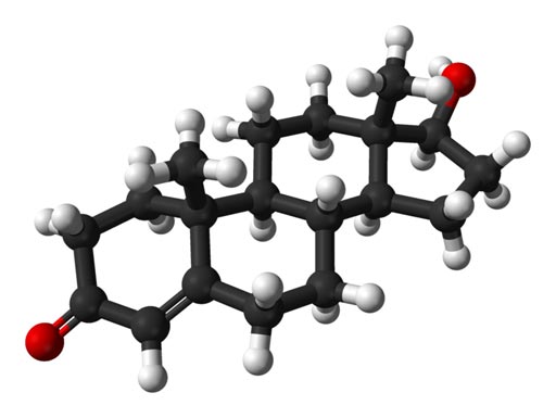 Image: A ball-and-stick model of the testosterone molecule (C19H28O2) as found in the crystal structure of testosterone monohydrate (Photo courtesy of Wikimedia).